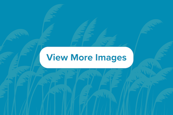 Image with text saying View More Images